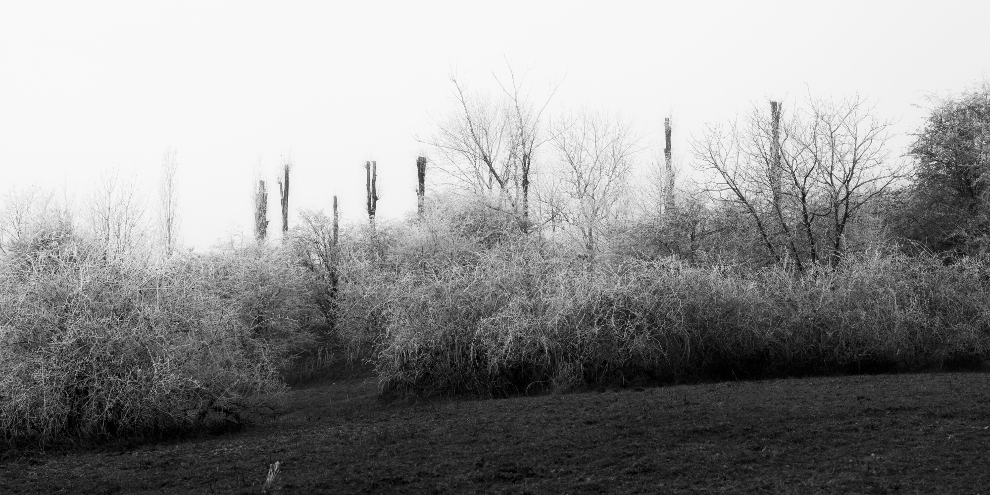Frozen bushes