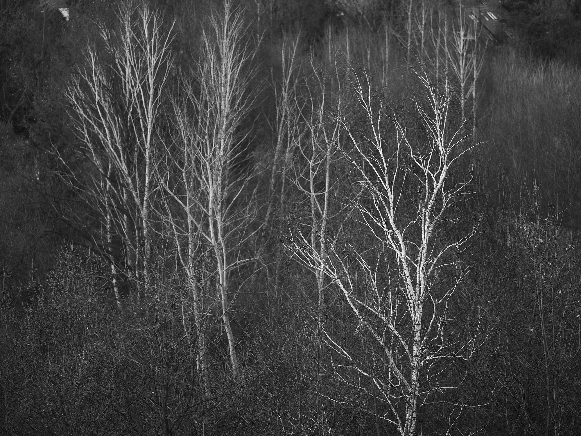Wuthering trees