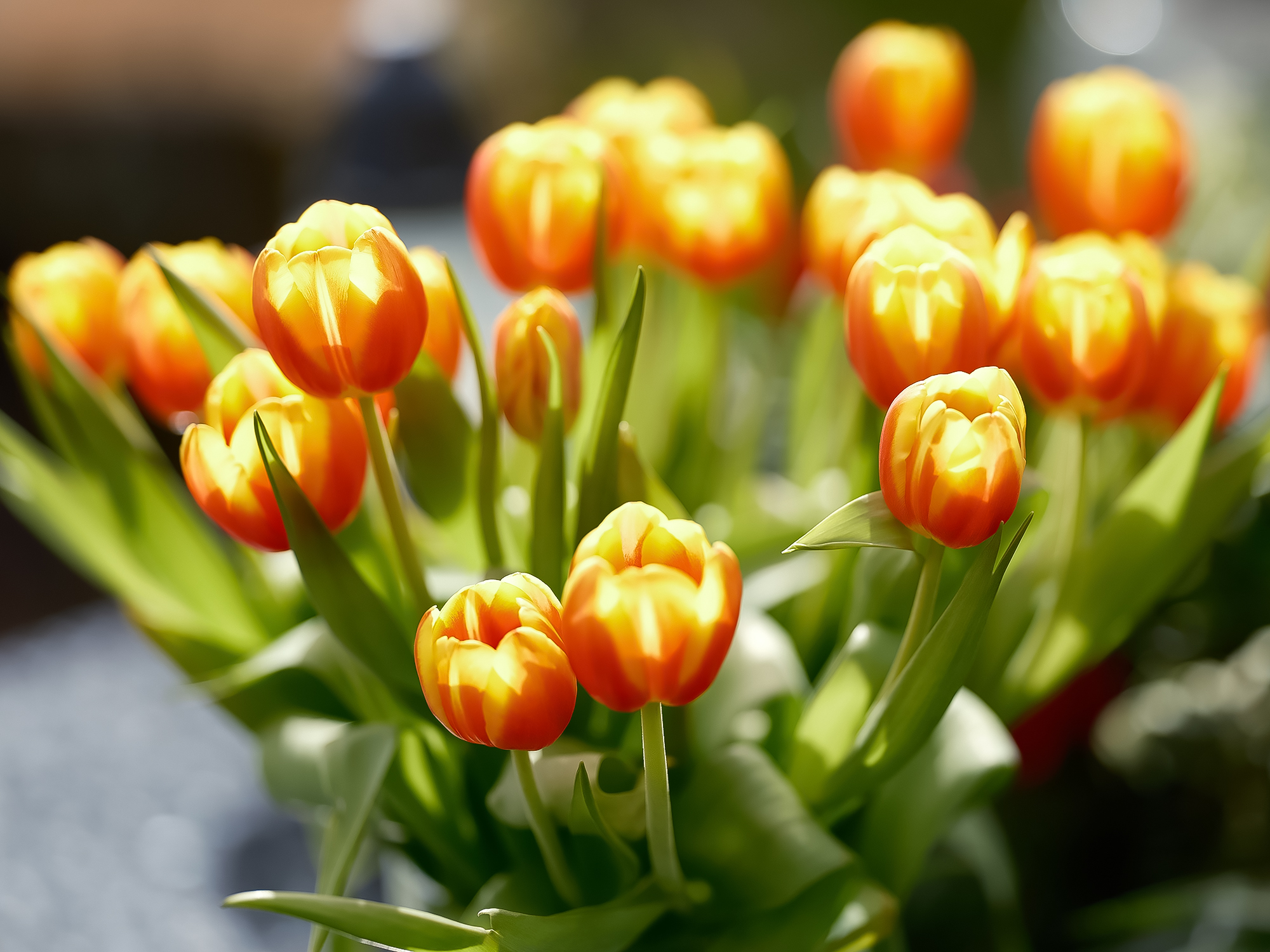 Tulips