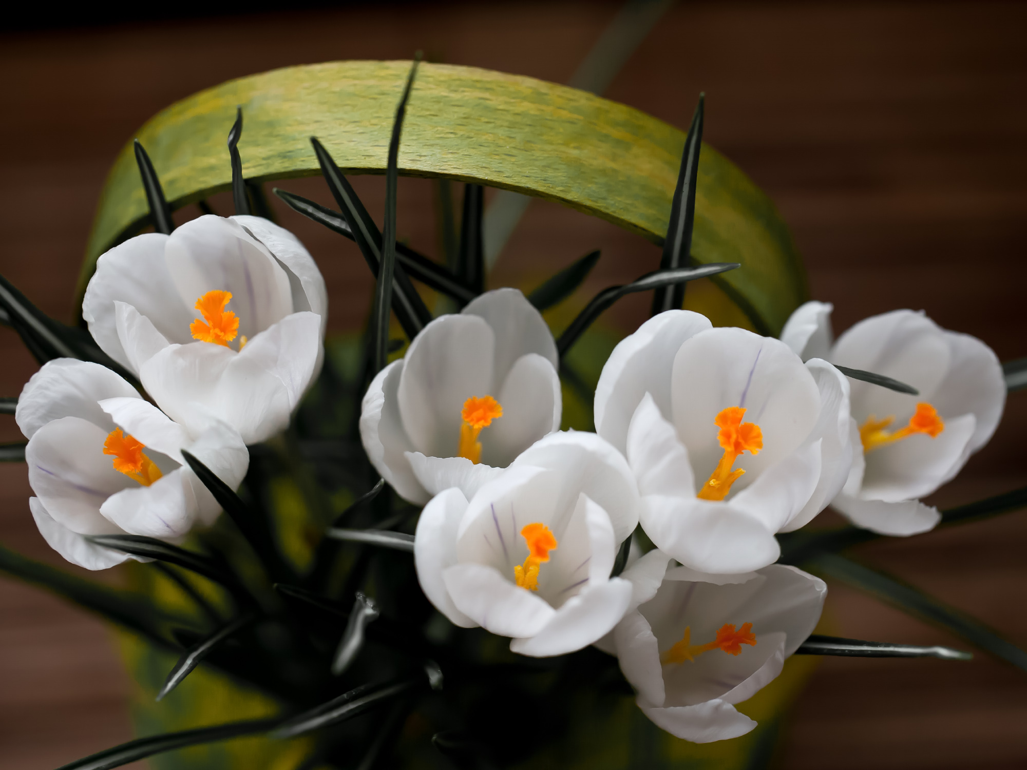 White saffron