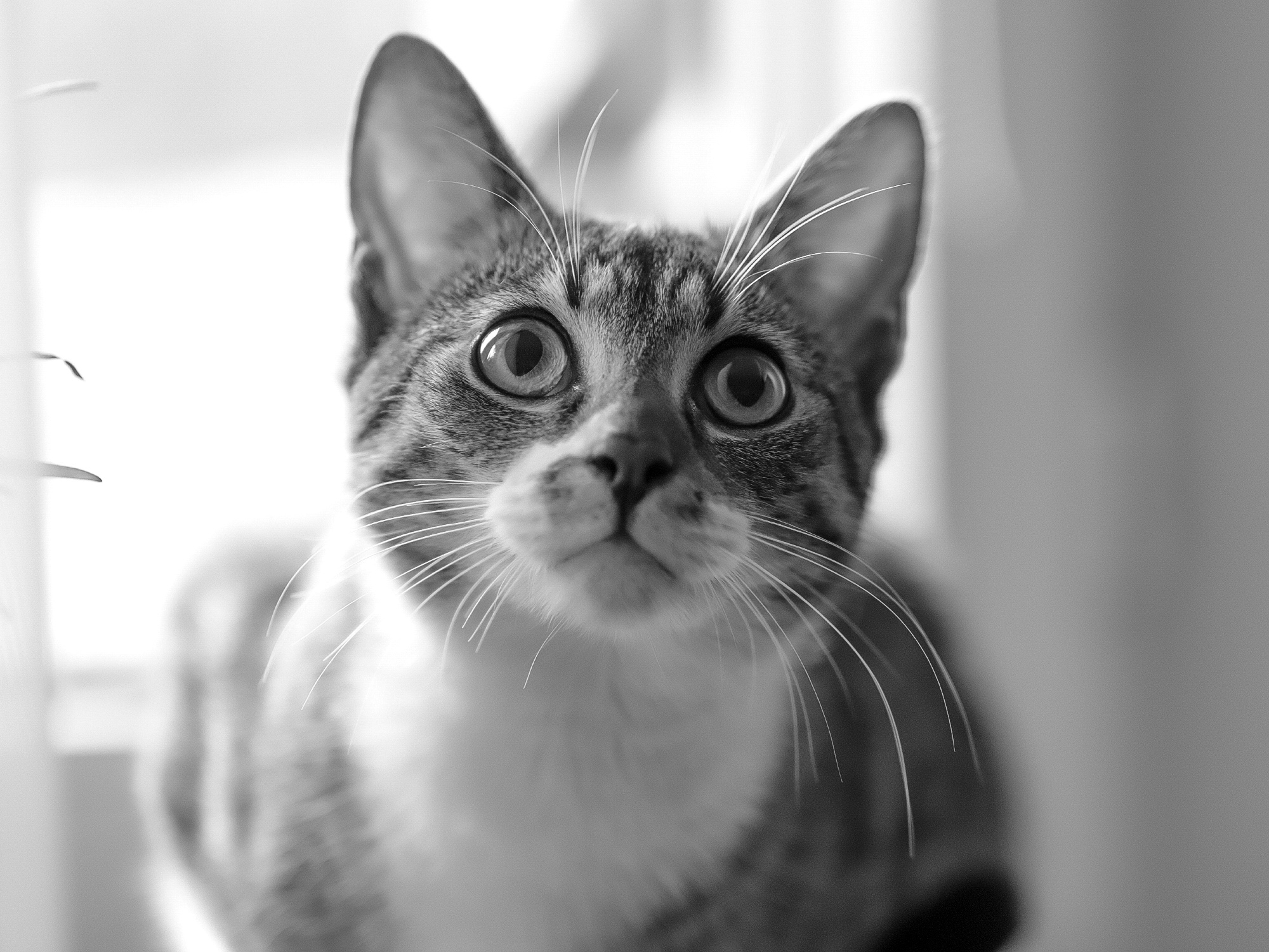 Eyes of Brutik
