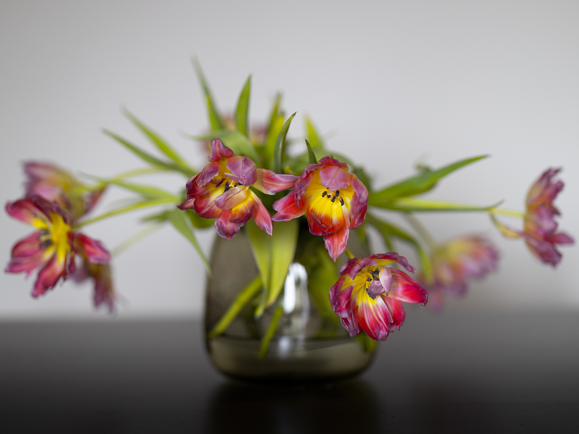 tulips