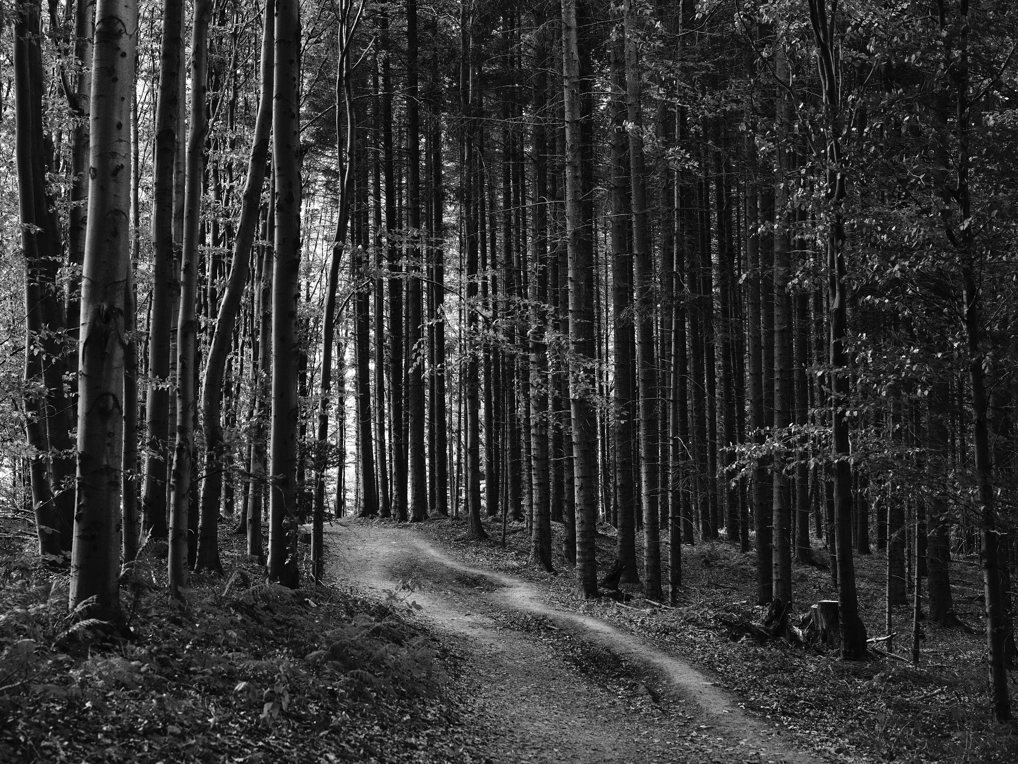 A quiet path through the forest.