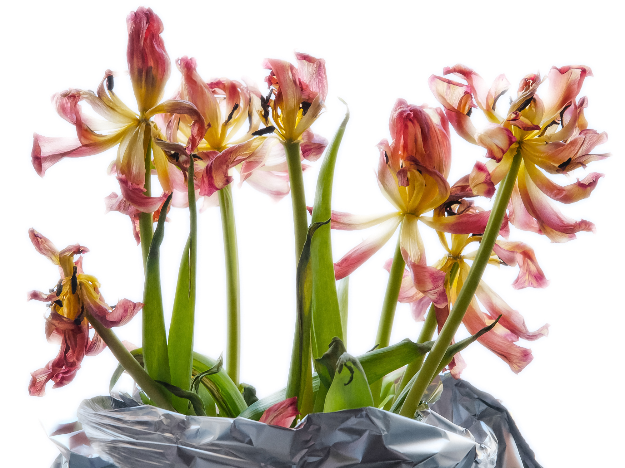 Dying tulips