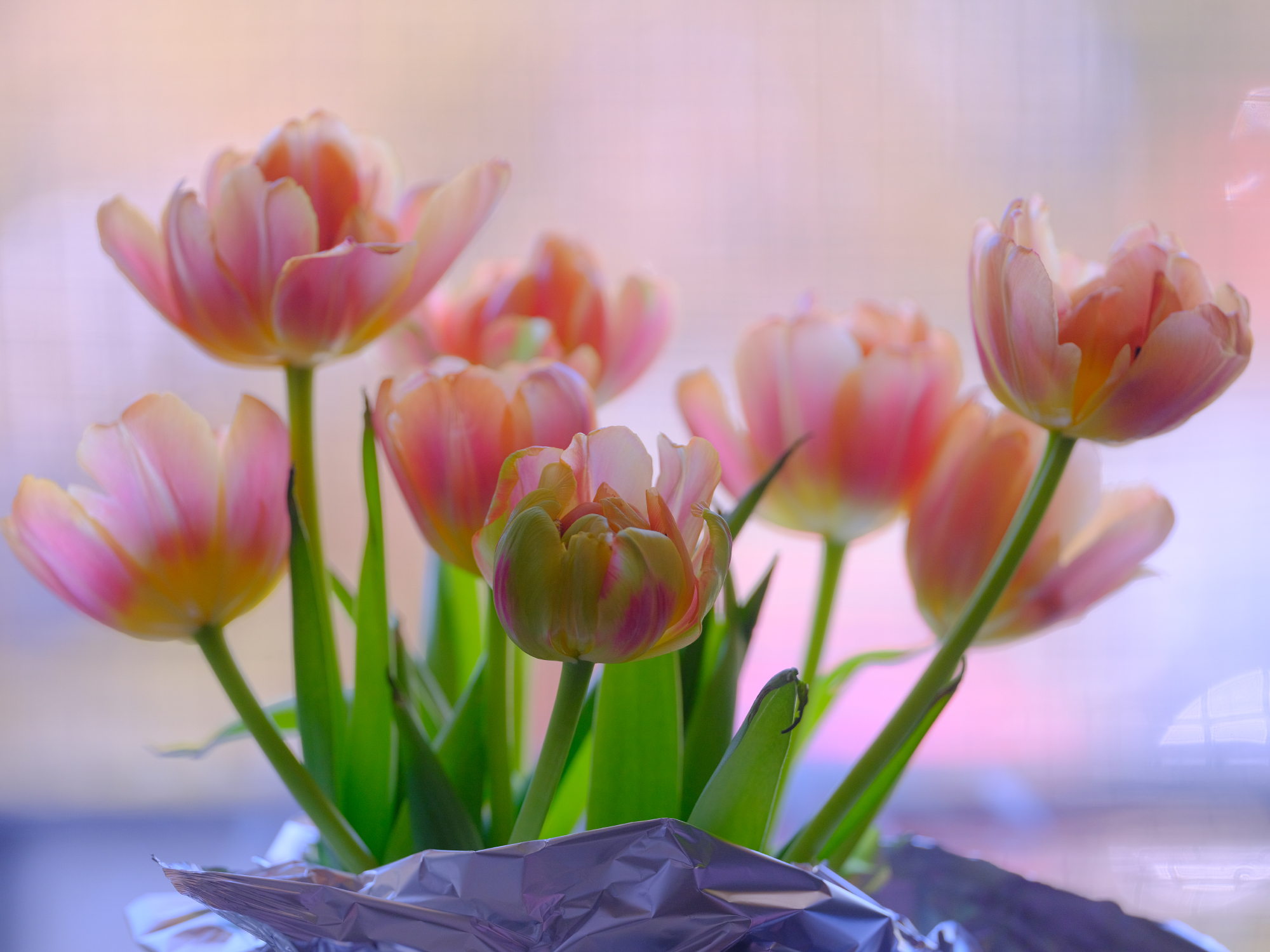 Tulips