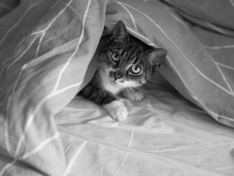 cat Brutik under a duvet