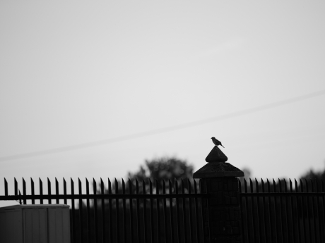 morning singer