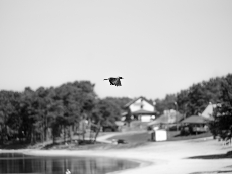 A bird