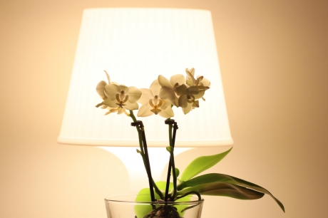 Orchid