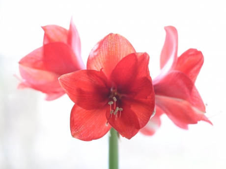 Amaryllis