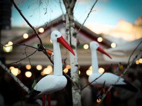 Steady storks