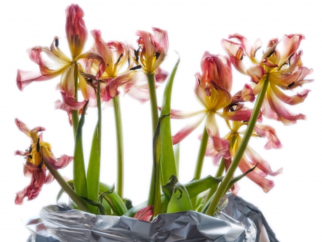 Dying tulips