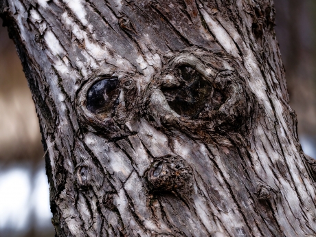 Hi, I'm stare at you