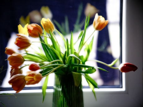 Tulips