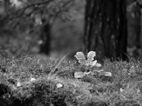 oak