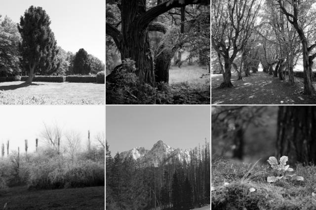 Forrest and trees